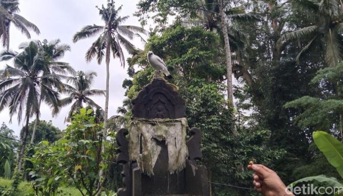 “Di Kampung Ini, Jalak Bali Dikonservasi dengan Adat, Gotong-Royong, dan Keajaiban Warga”
