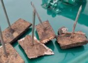 **Teror Ranjau Paku Hantui Wisatawan di Savana Bromo**