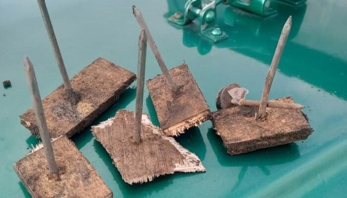 **Teror Ranjau Paku Hantui Wisatawan di Savana Bromo**