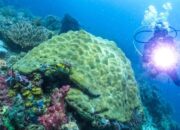 Ancaman Mengerikan Tambang Nikel di Raja Ampat – Update 1