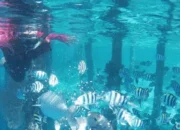 “KKP: Tambang Nikel di Raja Ampat Ancam Perairan, Sedimentasi Menyerang!”