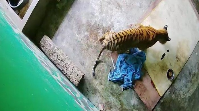 Menyedihkan, Harimau Sumatera di Jambi Meninggal Karena Sling Baja