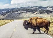 Nekat Dekati Bison, Pria Ini Dihajar Hingga Tewas di Tengah Hutan!