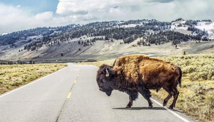 Nekat Dekati Bison, Pria Ini Dihajar Hingga Tewas di Tengah Hutan!