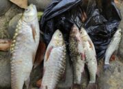 **Misteri Ikan-ikan di Sungai Ciwulan, Kampung Naga Tasikmalaya: Kenapa Mereka Mati Mendadak?**