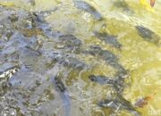 Mitos di Balik Ikan Dewa dari Kuningan, Konon Prajurit yang Dikutuk – Update 1