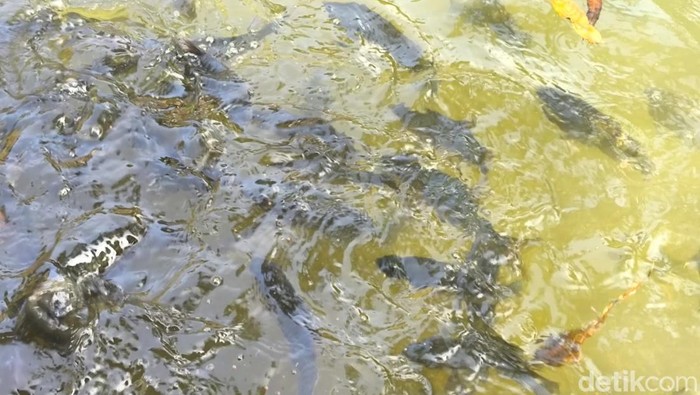 Mitos di Balik Ikan Dewa dari Kuningan, Konon Prajurit yang Dikutuk - Update 1