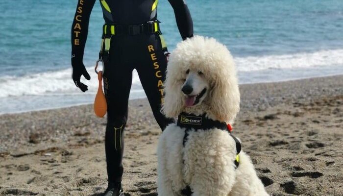 **Nilo, Anjing Pudel Pahlawan Pantai: Perjalanan Unik ke Spanyol**