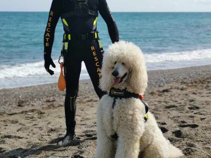 **Nilo, Anjing Pudel Pahlawan Pantai: Perjalanan Unik ke Spanyol**