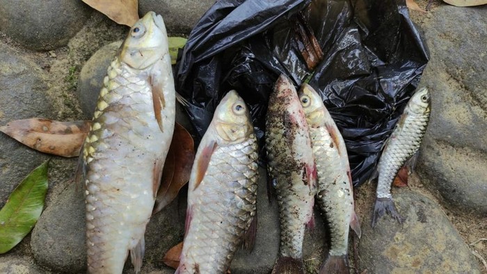 Ikan Mati Mendadak, Warga Kampung Naga Terancam Gatal-gatal!