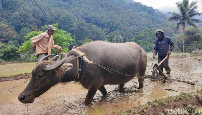 Mitos Eksotis Kerbau Gaib Munding Dongkol di Sungai Citarik, Bandung & Sumedang