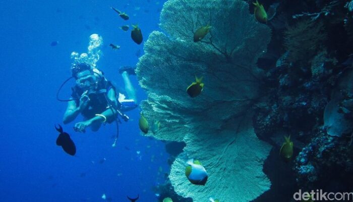 **Indahnya Wisata Alam di Wakatobi, Hidden Gem untuk Healing & Nyantai**