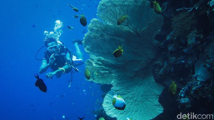 **Indahnya Wisata Alam di Wakatobi, Hidden Gem untuk Healing & Nyantai**