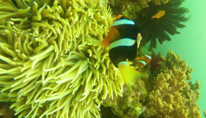 “Studi Terbaru Ungkap Penyebab Ukuran Ikan Badut Nemo Makin Mengecil, Ancaman Baru bagi Travelers!”