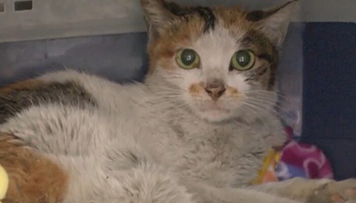 **Anak Kucing Terkurung di Kontainer: Perjalanan 3 Minggu dari China ke AS**