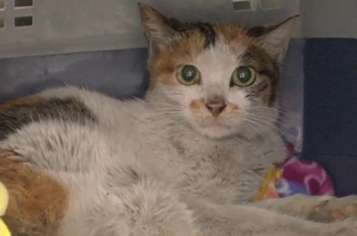 **Anak Kucing Terkurung di Kontainer: Perjalanan 3 Minggu dari China ke AS**