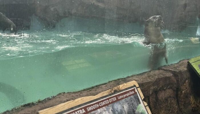 “Libur Sekolah Bikin Lupa Pelajaran? Saatnya Eduwisata di Taman Edutainment Ekspres!”