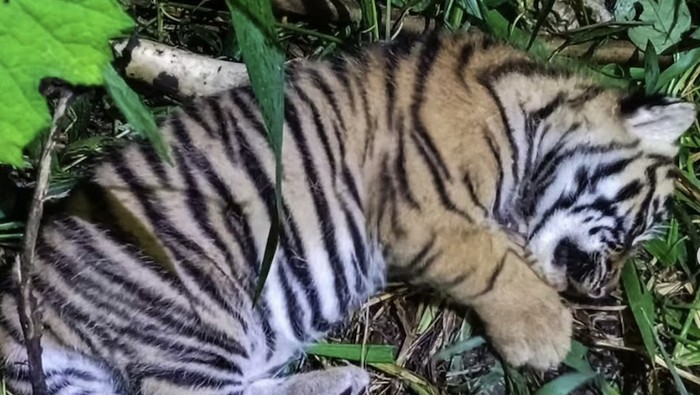 Anak Harimau Lahir dari Bujang Mandeh, Harimau Legendaris Bukittinggi - Update 1