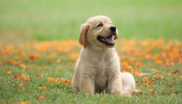 Cinta Hewan? China Buka Jalan Bagi Penumpang Kereta Cepat untuk Bawa Peliharaan