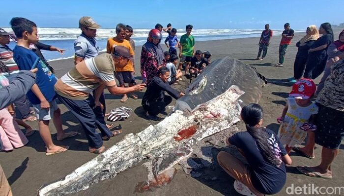 Hiu Tutul Langka Terdampar di Cilacap, eh Dagingnya Malah Jadi Rebutan Warga – Update 1
