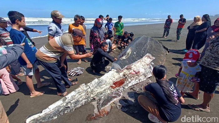 Hiu Tutul Langka Terdampar di Cilacap, eh Dagingnya Malah Jadi Rebutan Warga - Update 1