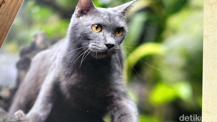 Gemes, Elus Kucing Asli Madura yang Mirip British Short Hair, Di Animalium Science Center Cibinong
