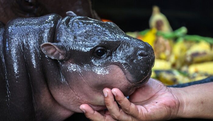 Ultah Moo Deng Mau: Wisatawan Diminta ‘Masak’ Menu Favoritnya!