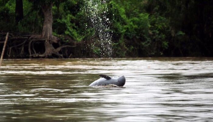 “Gawat, Populasi Pesut Mahakam Tinggal 62 Ekor—Tak Lekang Ditelan Traveler?”