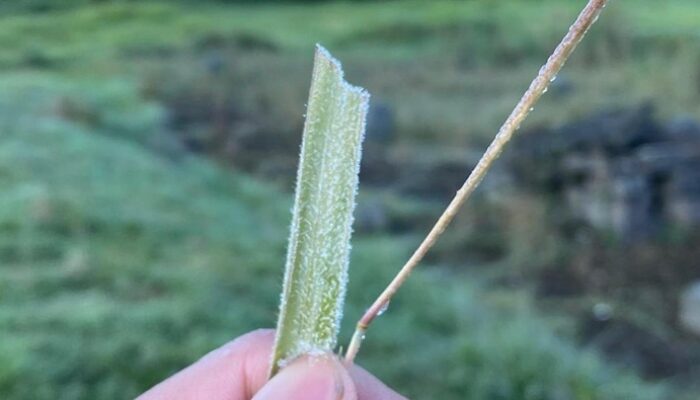 **Dieng Membeku, Nikmati Keindahan Embun Es di Dataran Tinggi!**