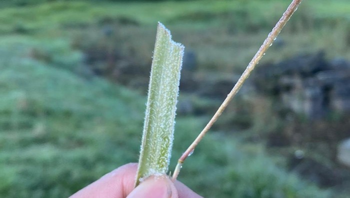**Dieng Membeku, Nikmati Keindahan Embun Es di Dataran Tinggi!**