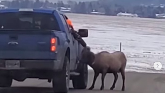 **Taman Nasional Yellowstone Dipenuhi Turis yang Abai Keselamatan: Kisah Viral dari Instagram**