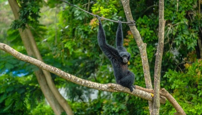 “Transformasi Solo Safari: Wisata Keluarga Modern & Edukatif yang Wajib Dikunjungi!”