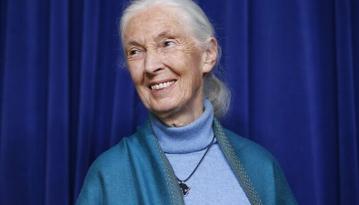 “Kabar Duka, Ahli Primata Jane Goodall Meninggal Dunia: Sebuah Peringatan bagi Traveler untuk Lebih Menghargai Alam”