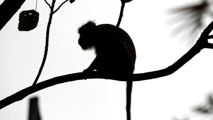 **Viral! Pengunjung Emosi Lempar Tas ke Monyet di Kebun Binatang Singapura**