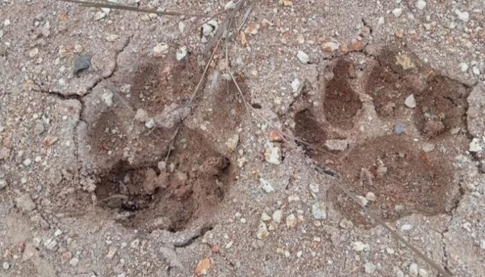 **Ngeri! Di Sibolangit, Jejak Harimau dan Auman Mencekam Menambah Daya Tarik Alam!**