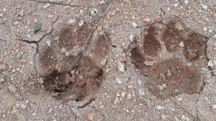 **Ngeri! Di Sibolangit, Jejak Harimau dan Auman Mencekam Menambah Daya Tarik Alam!**