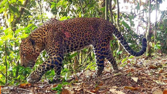 **Menemukan Fakta Macan Tutul dan Naga Jawa di Gunung Sanggabuana, Karawang**