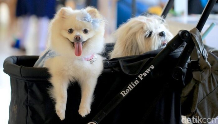 Italia Bakal Pungut Pajak Anjing Peliharaan Turis, Berlaku 2026!