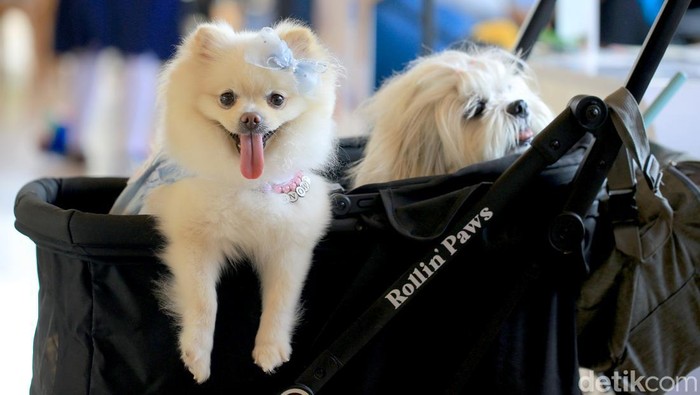 Italia Bakal Pungut Pajak Anjing Peliharaan Turis, Berlaku 2026!