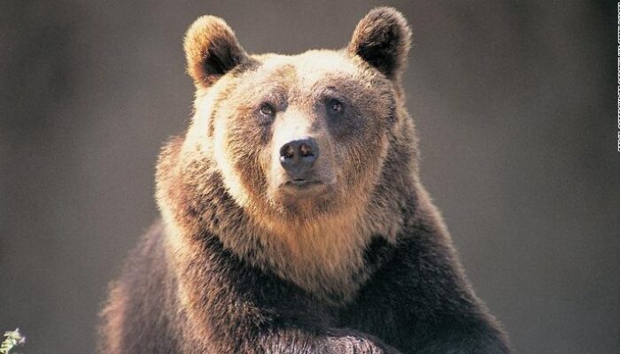 “A Spanish Tourist’s Narrow Escape from a Bear Attack in Japan’s Scenic Shirakawa”