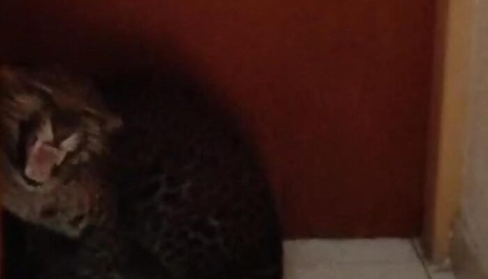 [Macan Tutul Meraja di Bandung: Kenapa Ini Terjadi?]