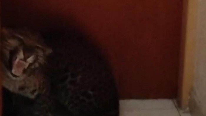 [Macan Tutul Meraja di Bandung: Kenapa Ini Terjadi?]