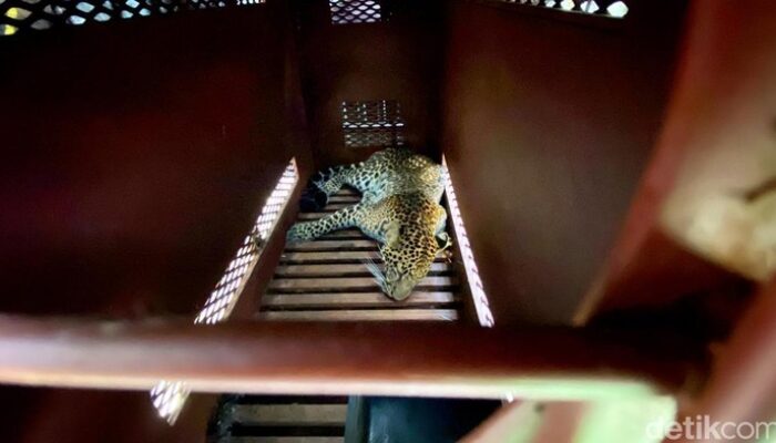 **Kesaksian Menakjubkan: Macan Tutul Menerobos Hotel Anugerah di Bandung!**