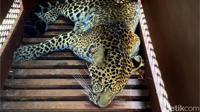 **Fakta-fakta Menakjubkan Macan Tutul di Hotel Bandung: Kisah Evakuasi dan Asal Usul**