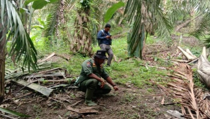 **Kesaksian Warga Deli Serdang yang Lihat Langsung Penampakan Si Belang**