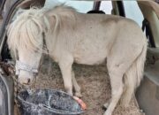 **Waduh! Cewek Ini Nekat Angkut Kuda Hidup Pakai Mobil: Inilah Kisah Uniknya**