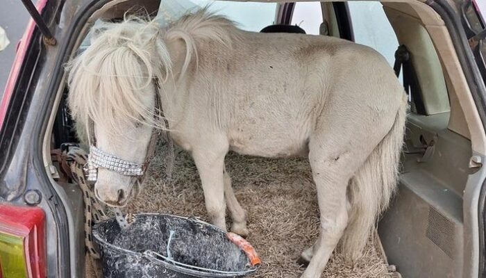 **Waduh! Cewek Ini Nekat Angkut Kuda Hidup Pakai Mobil: Inilah Kisah Uniknya**