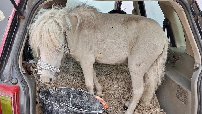 **Waduh! Cewek Ini Nekat Angkut Kuda Hidup Pakai Mobil: Inilah Kisah Uniknya**