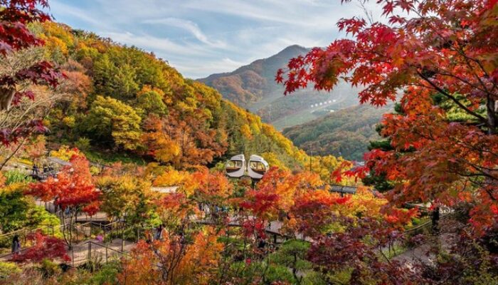 5 Hutan yang Jadi Favorit Turis di Korea saat Musim Gugur