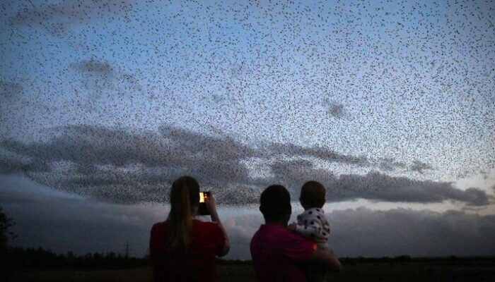 “Pesona Lembah Leuser: Surga Alam di Aceh”